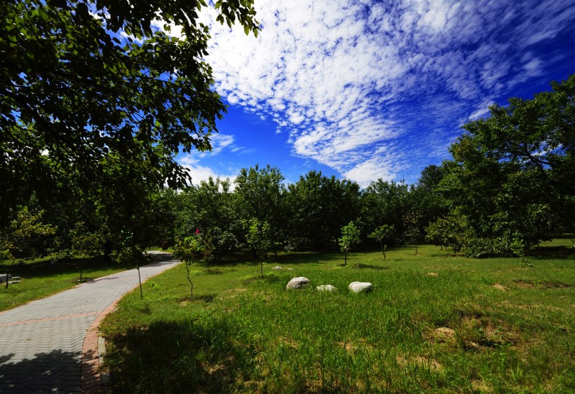 北京大兴古桑森林公园风景图片(13张)