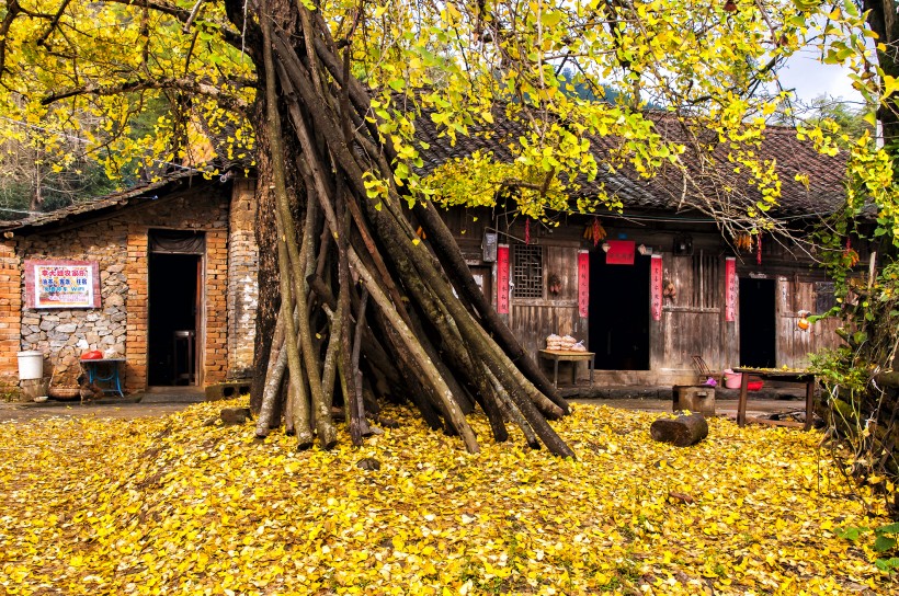 广西桂林海洋银杏林风景图片(7张)