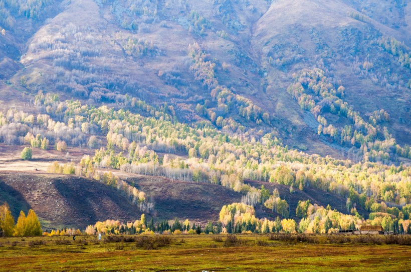 新疆禾木白桦林风景图片(11张)