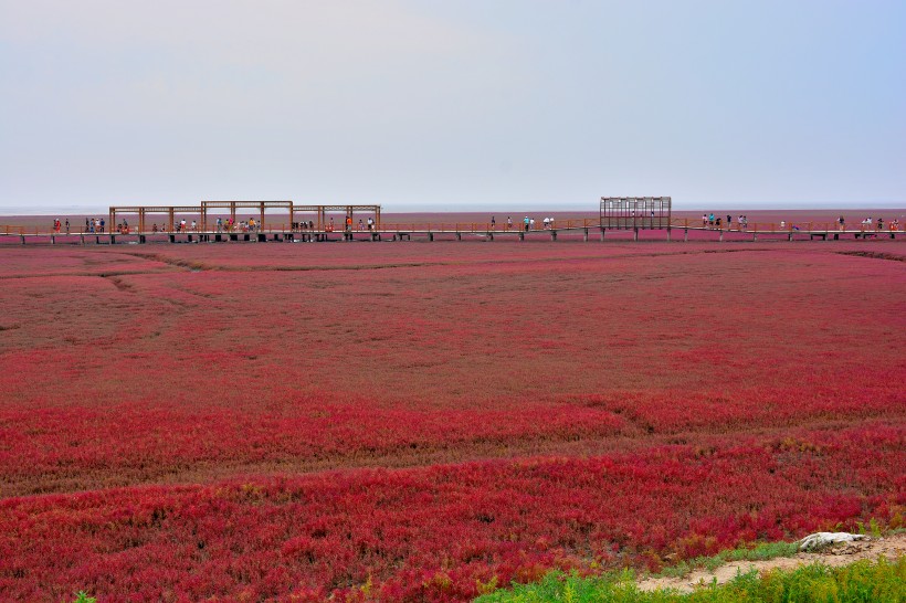 辽宁，盘锦红海滩风景图片(12张)