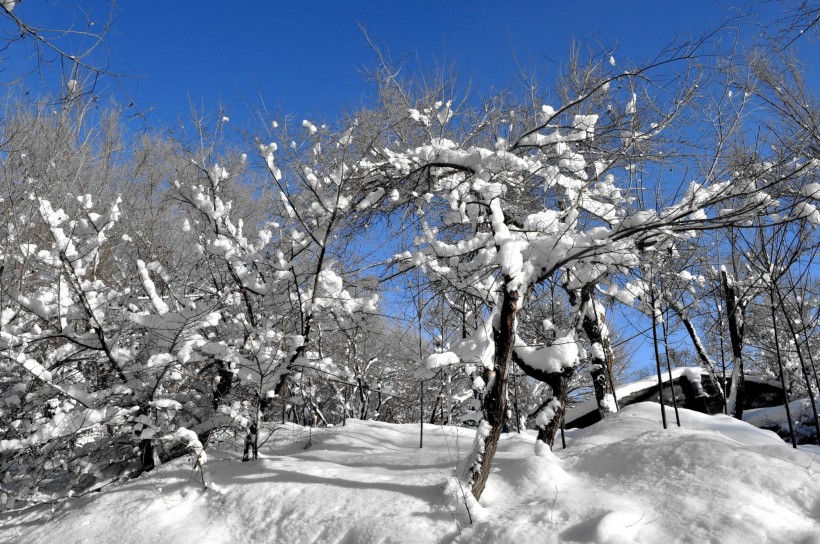 新疆红山雪景图片(16张)