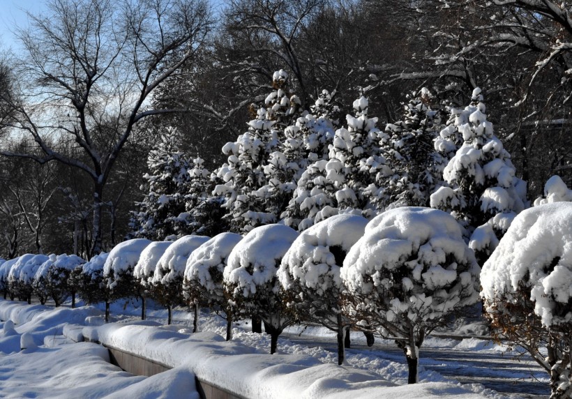 新疆红山雪景图片(16张)