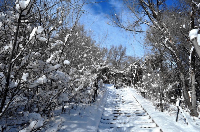 新疆红山雪景图片(16张)