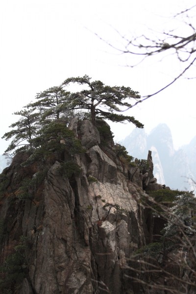 安徽黄山奇松风景图片(16张)