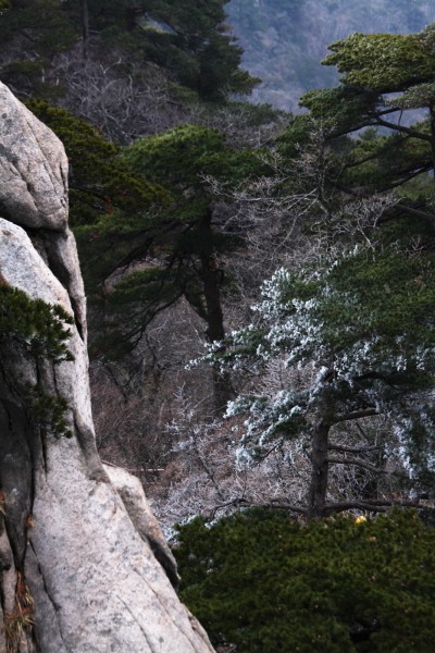 安徽黄山奇松风景图片(16张)