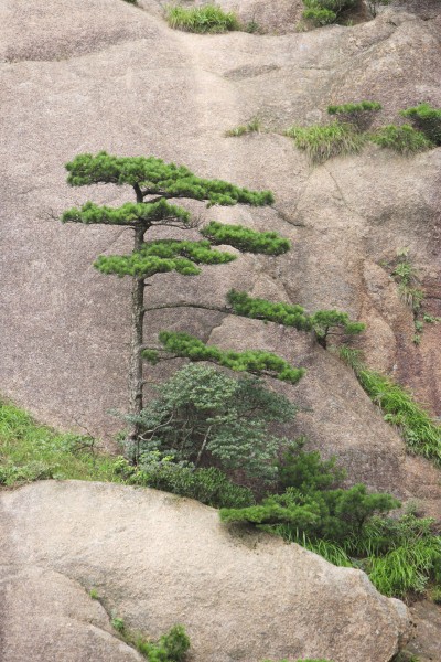 黄山奇松图片(41张)