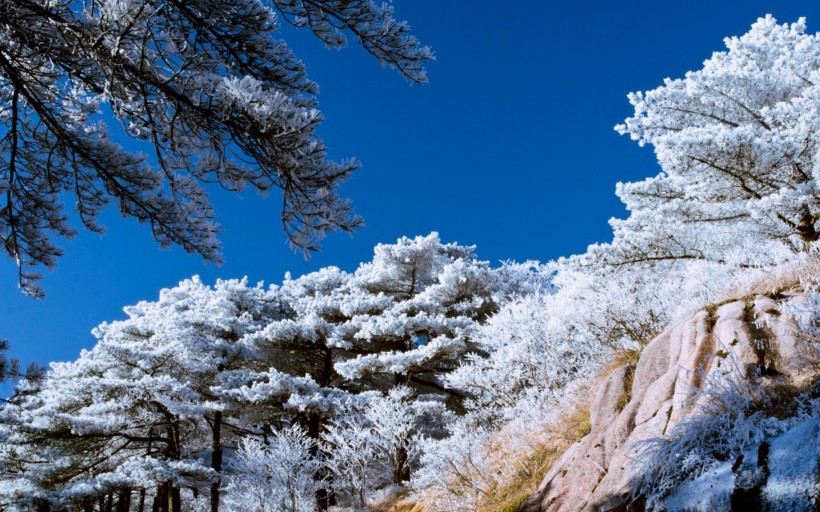 黄山雾凇图片(14张)