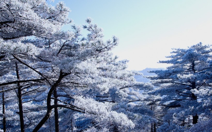 黄山雾凇图片(14张)