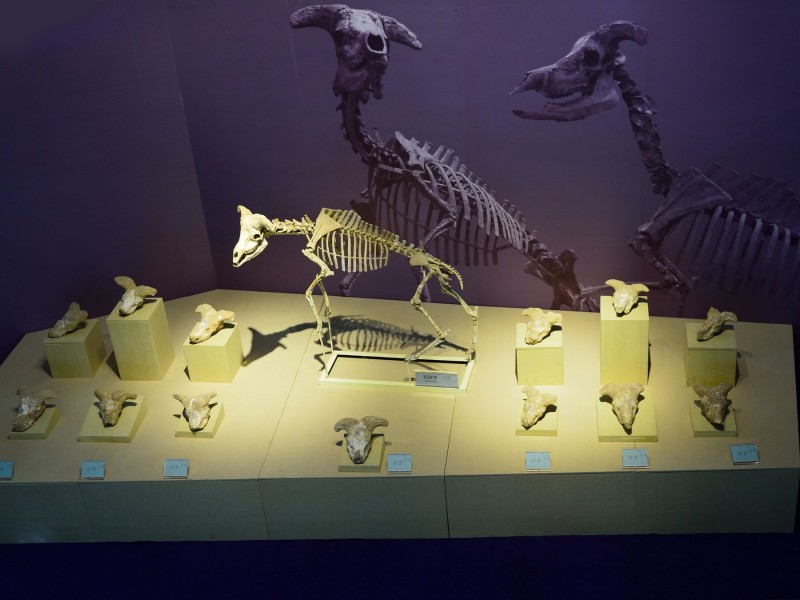甘肃和政古动物化石图片(12张)