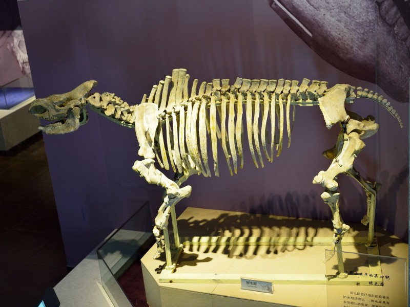 甘肃和政古动物化石图片(12张)