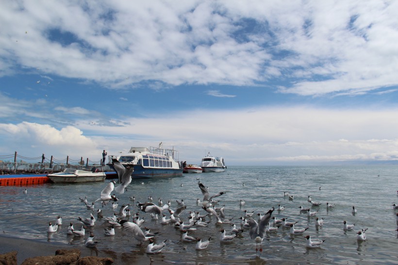 青海湖鸟岛风景图片(16张)