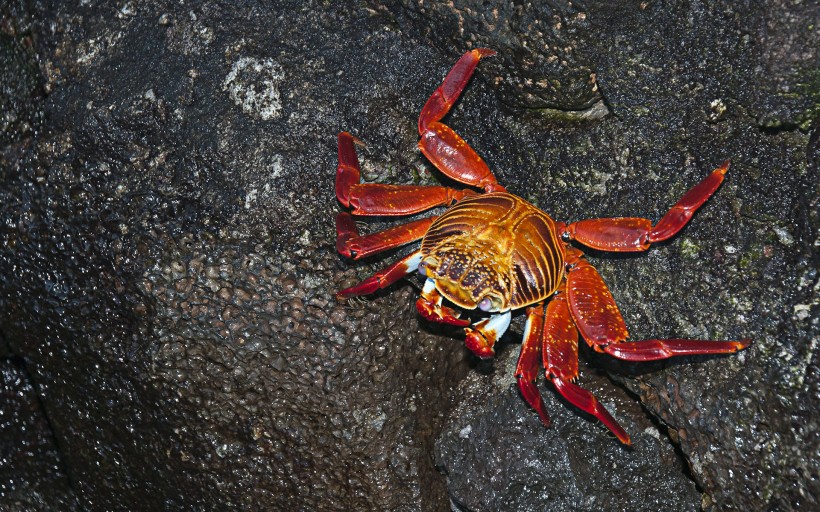 科隆群岛上的动物图片(10张)