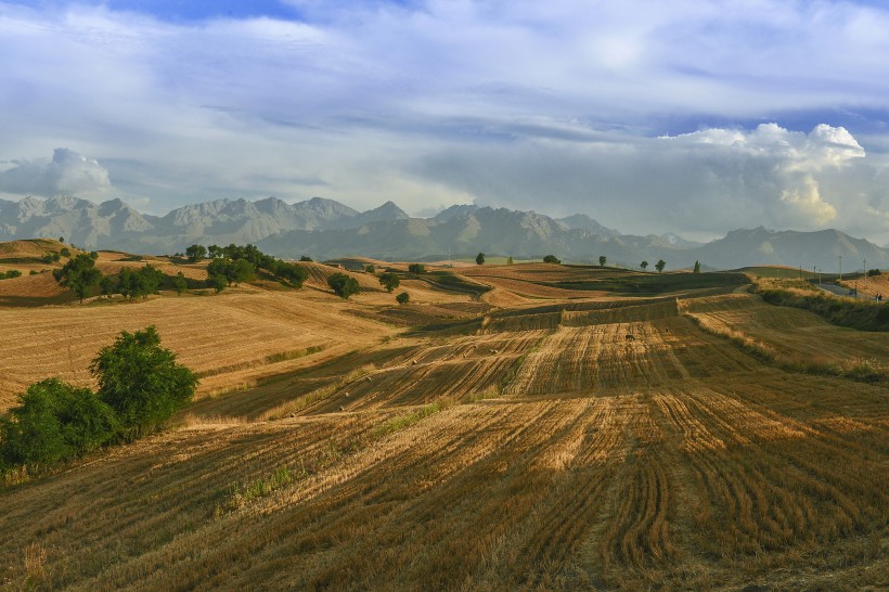 新疆江布拉克秋天的麦田风景图片(8张)