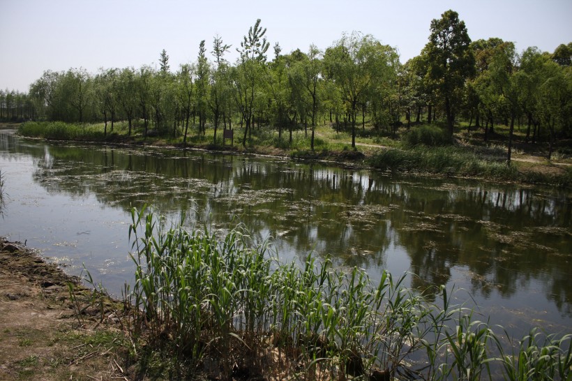江湾湿地风景图片(6张)