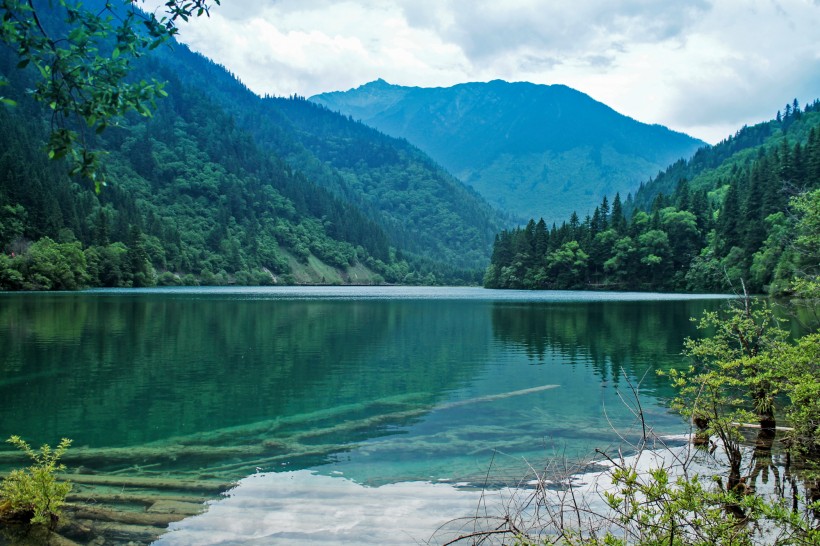 四川九寨箭竹海风景图片(10张)