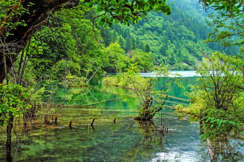 四川九寨箭竹海风景图片(10张)