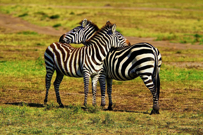 释放的原野：魅力肯尼亚风景图片(20张)