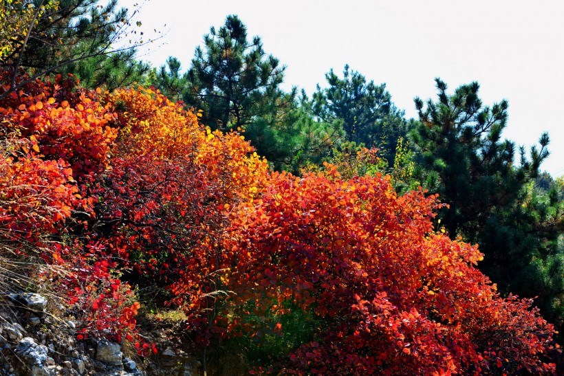 山西陵川红叶风景图片(13张)