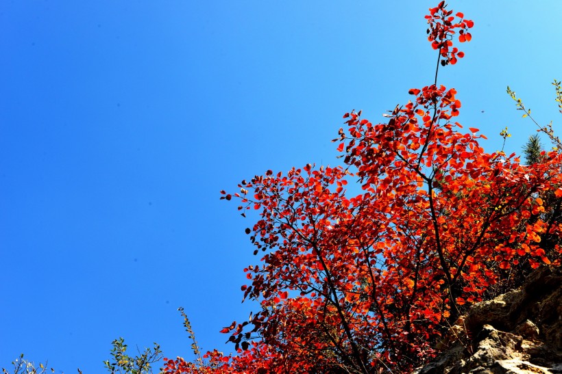 山西陵川红叶风景图片(13张)