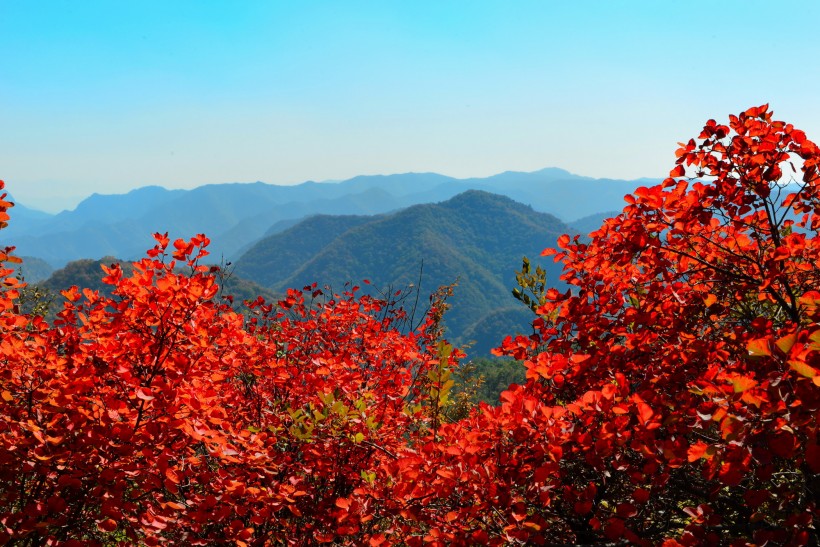 山西陵川红叶风景图片(13张)