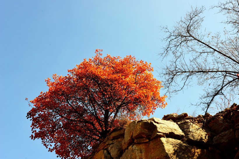 山西陵川红叶风景图片(13张)