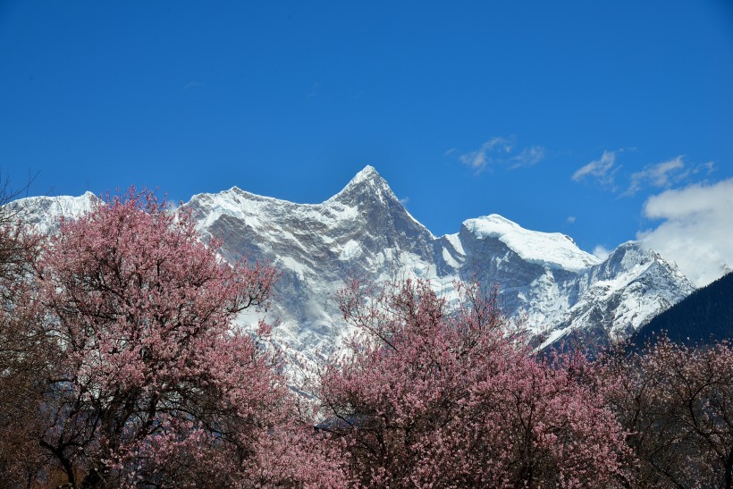 西藏林芝桃花风景图片(22张)