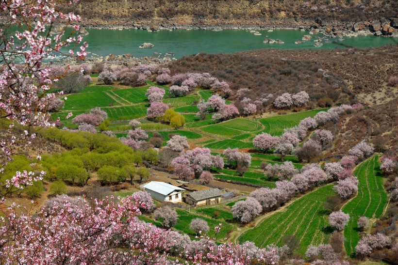 西藏林芝桃花风景图片(22张)