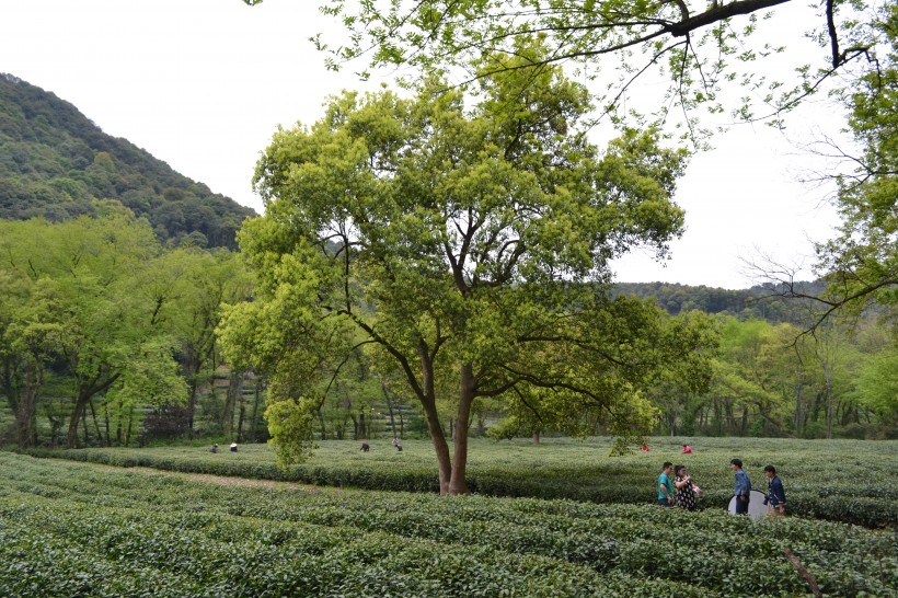 浙江杭州龙井村风景图片(5张)