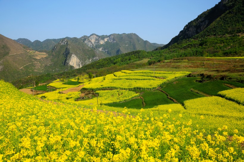 甘肃陇南油菜花风景图片(13张)