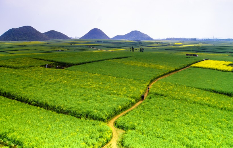 云南罗平油菜花风景图片(13张)