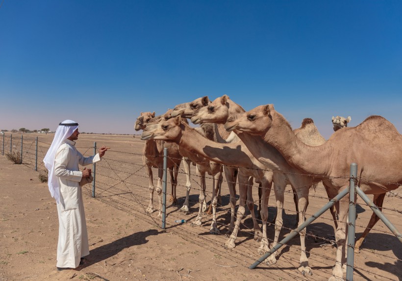 阿拉伯男人和骆驼与城市景观图片(15张)