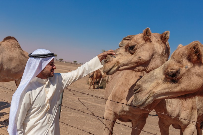 阿拉伯男人和骆驼与城市景观图片(15张)