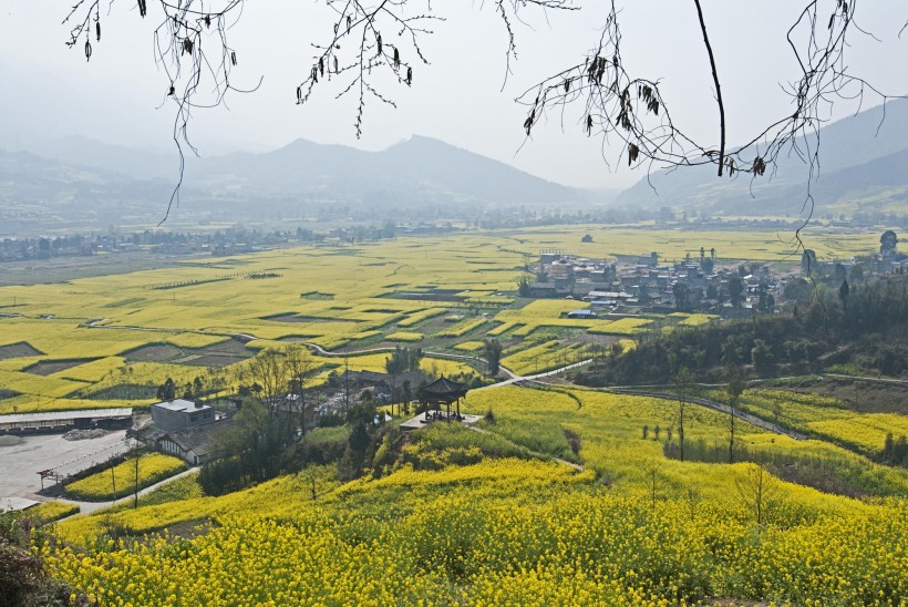 四川雅安芦山油菜花风景图片(12张)