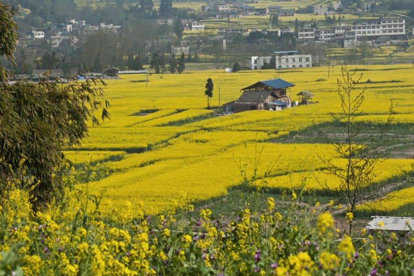 四川雅安芦山油菜花风景图片(12张)