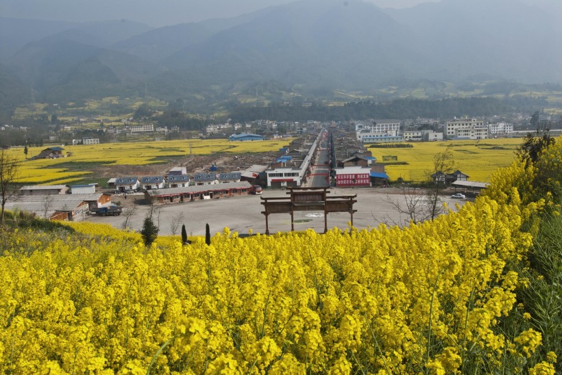 四川雅安芦山油菜花风景图片(12张)