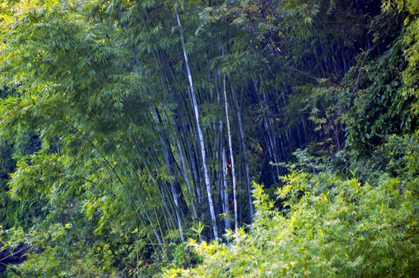 广州帽峰山风景图片(20张)