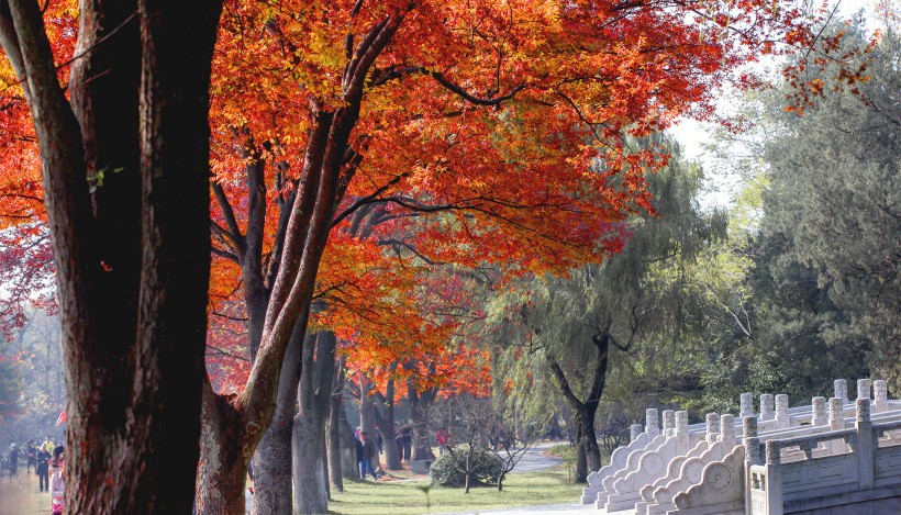 江苏南京明孝陵秋景图片(7张)