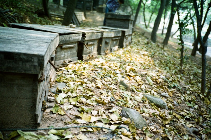 青岛崂山风景图片(16张)