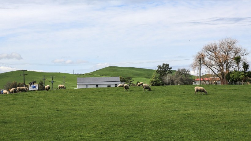 新西兰牧场风景图片(8张)