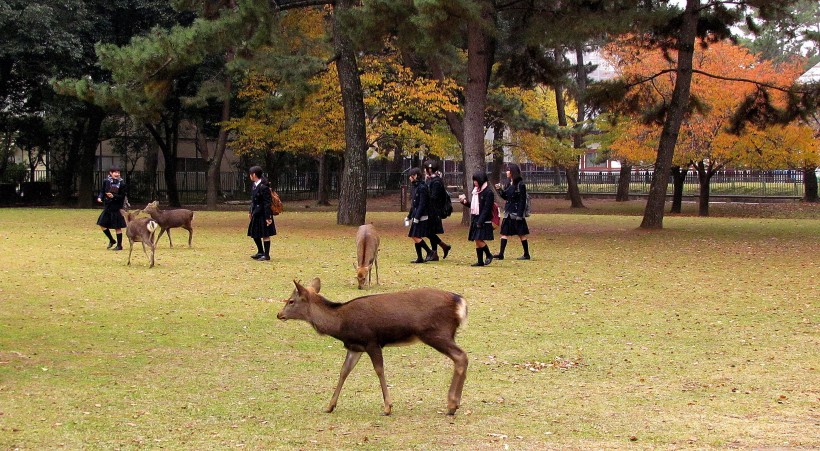 日本奈良风景图片(23张)