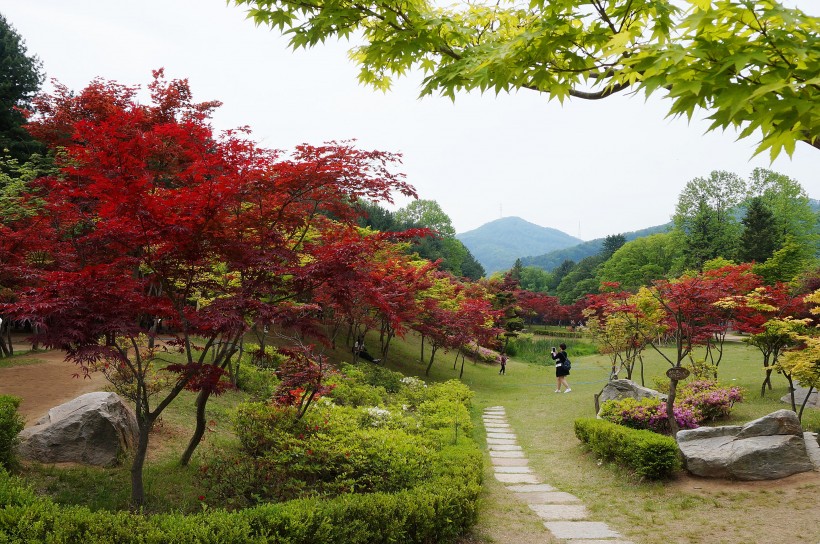 韩国南怡岛风景图片(11张)