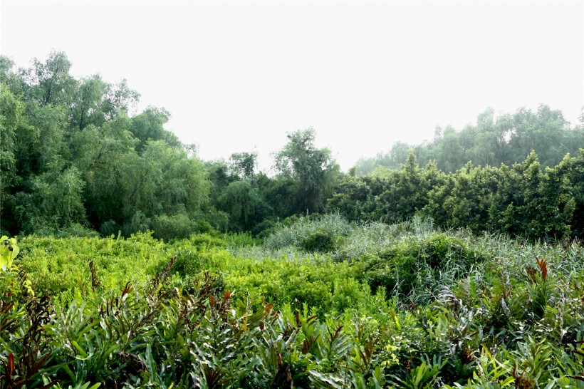 广东淇澳岛风景图片(22张)