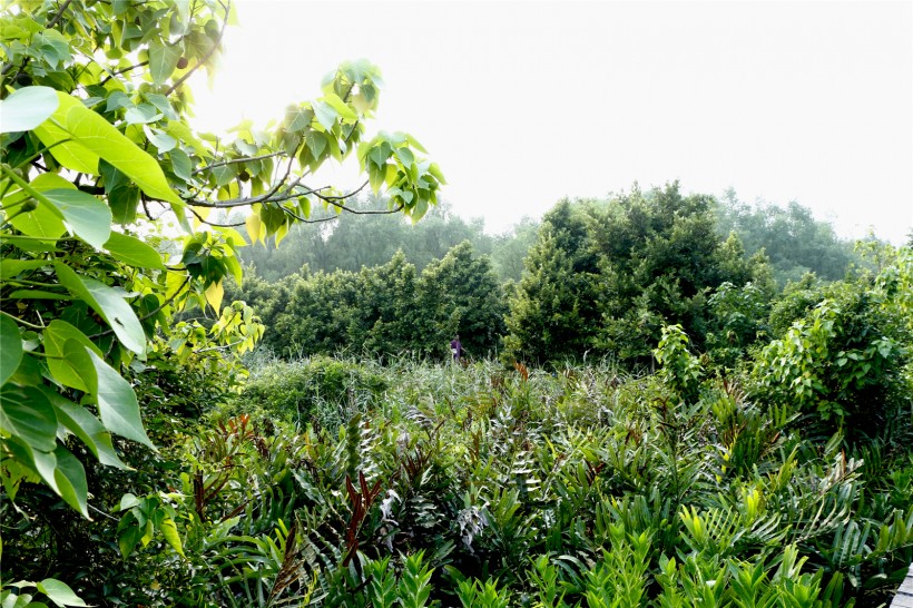 广东淇澳岛风景图片(22张)