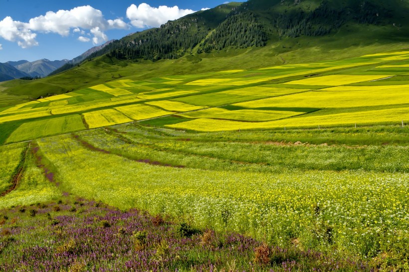 青海祁连县油菜花风景图片(8张)