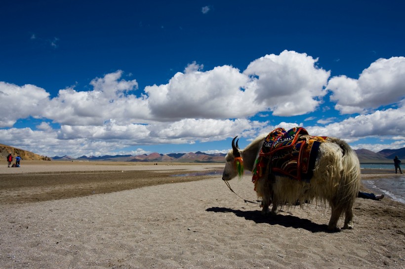 西藏纳木错图片(19张)