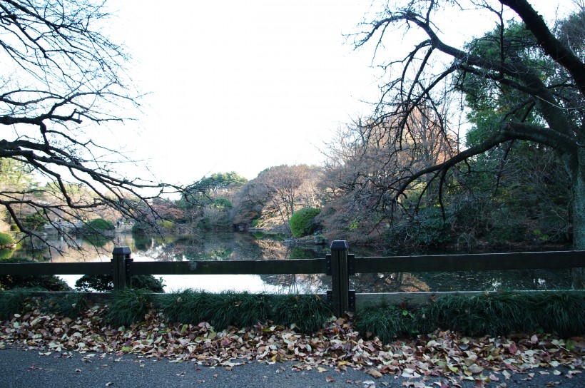 日本新宿御苑的图片(10张)