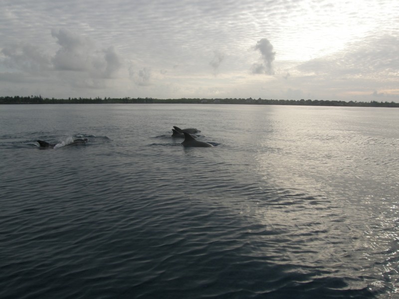 烟台桑岛海豚湾的早晨风光图片(10张)