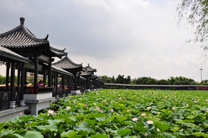 广东佛山三水荷花世界风景图片(22张)