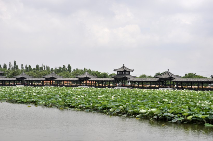广东佛山三水荷花世界风景图片(22张)