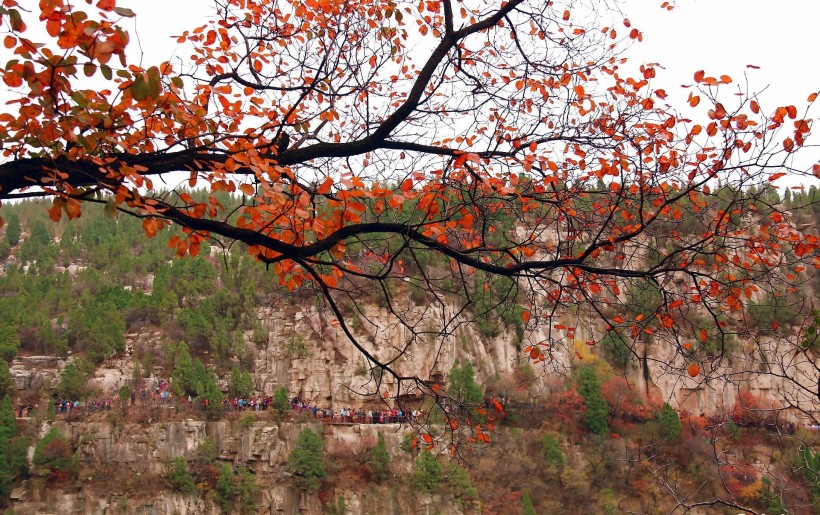 山东石门坊枫叶风景图片(19张)